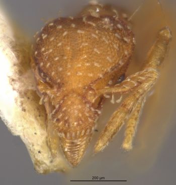 Media type: image;   Entomology 22432 Aspect: head frontal view